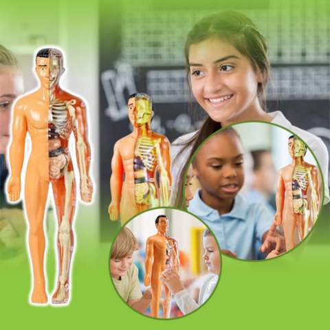 coffret anatomie humaine apprentissage