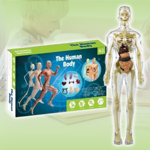 coffret anatomie humaine mywonderbody-transparent